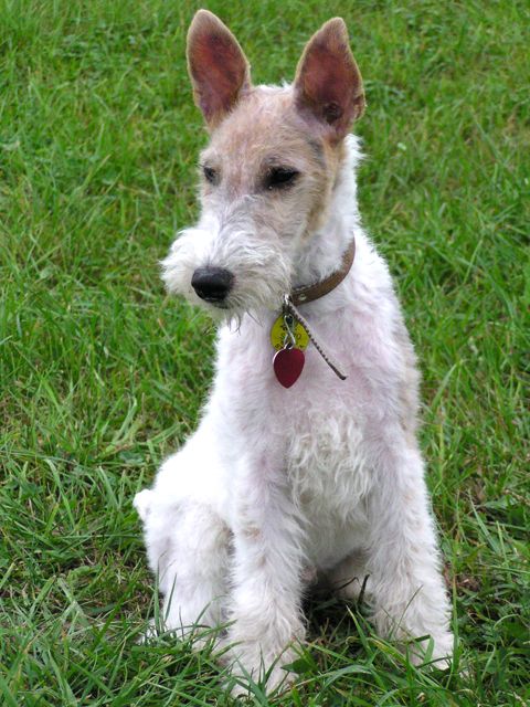 Fox_Terrier_Alex