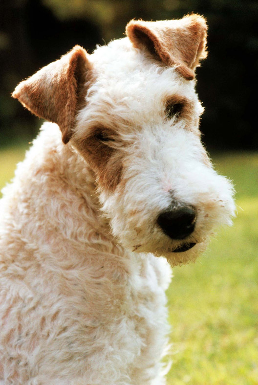 dášenka